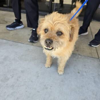 Fudge Ripple -  Border Terrier Dog for Adoption in Greenville, South Carolina - Fudge Ripple | PetCurious