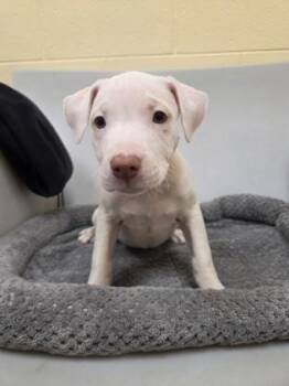 Greenie -  Pit Bull Terrier and Mixed Breed Dog for Adoption in Westland, Michigan - Greenie | PetCurious
