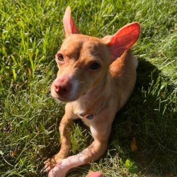 Flipper -  Chihuahua Dog for Adoption in Greenville, South Carolina - Flipper | PetCurious