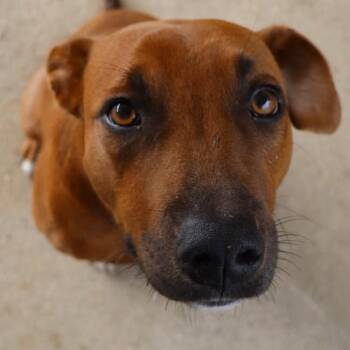 Bernice -  Black Mouth Cur Dog for Adoption in Grand Bay, Alabama - Bernice | PetCurious