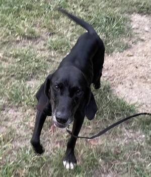 Rescue Hound Dogs for Adoption in Edisto Island, South Carolina - LUCY | PetCurious