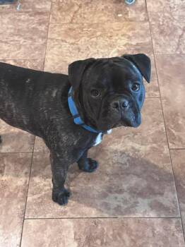 Doc -  Bulldog Dog for Adoption in San Tan Valley, Arizona - Doc | PetCurious