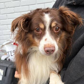 Australian Shepherd Dogs Available for Adoption - Rex | PetCurious