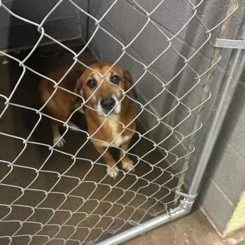 Jiffy -  Mixed Breed Dog for Adoption in Corbin, Kentucky - Jiffy | PetCurious