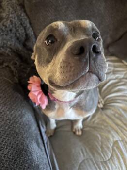 Lainey *Petite Princess* -  American Bulldog and Pit Bull Terrier Dog for Adoption in Oxford, Michigan - Lainey *Petite Princess* | PetCurious