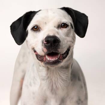 Vivi -  Mixed Breed Dog for Adoption in Palm Springs, California - Vivi | PetCurious