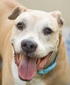 Durham -  Terrier Dog for Adoption in Encinitas, California - Durham | PetCurious