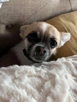 Pug and Chihuahua Dogs Available for Adoption - Gizmo | PetCurious