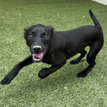 Magnolia 8983 -  Labrador Retriever and Mixed Breed Dog Available for Adoption in Loxahatchee Groves, Florida - Magnolia 8983 | PetCurious