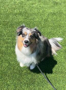 Maya -  Australian Shepherd Dog for Adoption in Delson, Quebec - Maya | PetCurious