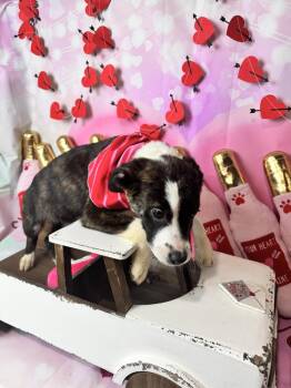 Mixed Breed Dogs Available for Adoption - TAYLOR SWIFT | PetCurious