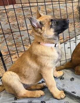 Mia -  Belgian Shepherd Malinois and German Shepherd Dog Dog for Adoption in Annapolis, Maryland - Mia | PetCurious