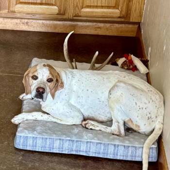 Buster -  English Pointer Dog for Adoption in Dripping Springs, Texas - Buster | PetCurious