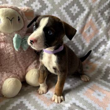 Shepherd Dogs Available for Adoption in Normal, Illinois - Belladonna | PetCurious