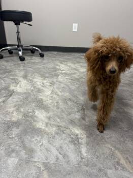 Poodle (Miniature)- Earnest P Warrel -  Poodle Dog for Adoption in Omaha, Nebraska - Poodle (Miniature)- Earnest P Warrel | PetCurious