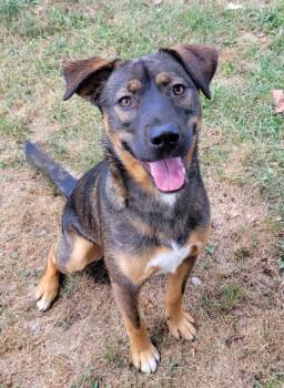 Rescue Black Mouth Cur and Shepherd Dogs for Adoption in Lisbon, Ohio - Danger | PetCurious