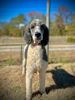 Rescue Standard Poodle Dogs for Adoption in Pacolet, South Carolina - Arnie Oct 25 | PetCurious