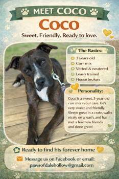 Coco -  Black Mouth Cur Dog for Adoption in Byrdstown, Tennessee - Coco | PetCurious