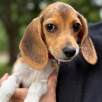 Ethel -  Beagle Dog for Adoption in Normal, Illinois - Ethel | PetCurious
