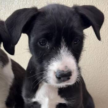 Thelma -  Mixed Breed Dog for Adoption in Clavet, Saskatchewan - Thelma | PetCurious