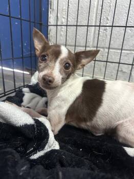 Rescue Chihuahua Dogs for Adoption in Philadelphia, Pennsylvania - Maya | PetCurious