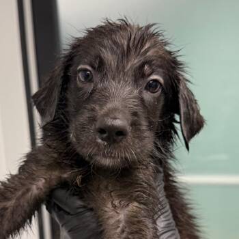 Hannah -  Labrador Retriever and German Shepherd Dog Dog for Adoption in Abilene, Texas - Hannah | PetCurious