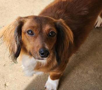Dachshund Dogs Available for Adoption in Georgetown, Kentucky - MYRAH | PetCurious