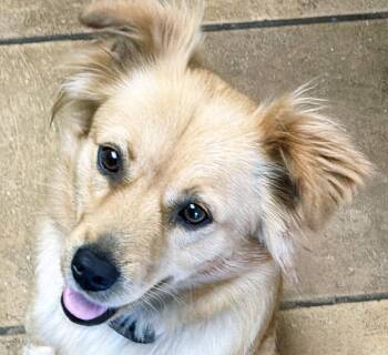 Golden Retriever and Papillon Dogs Available for Adoption in Poway, California - Chloe | PetCurious
