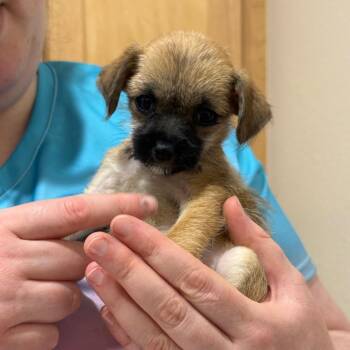 Jolene -  Terrier Dog for Adoption in Bellingham, Washington - Jolene | PetCurious