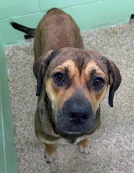 Tangerine -  Boxer and Mixed Breed Dog for Adoption in Park Row, Texas - Tangerine | PetCurious