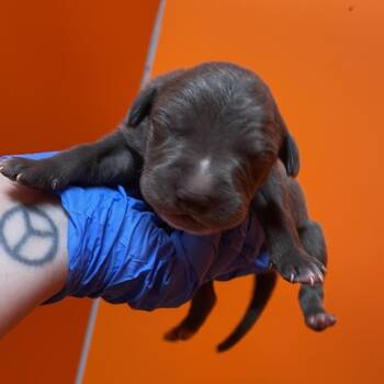 Holler -  Weimaraner and Mixed Breed Dog for Adoption in Milan, Illinois - Holler | PetCurious