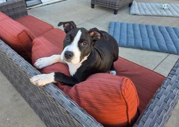 Roly the sweetest terrier mix puppy -  American Staffordshire Terrier and Pit Bull Terrier Dog for Adoption in Muskego, Wisconsin - Roly The Sweetest Terrier Mix Puppy | PetCurious