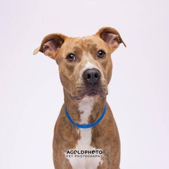 Terrier Dogs Available for Adoption - Woody | PetCurious