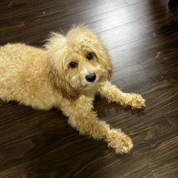 Flash -  Cockapoo Dog for Adoption in Fairfax Station, Virginia - Flash | PetCurious