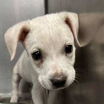 Atlas (Russel) -  Labrador Retriever and Mixed Breed Dog for Adoption in Corpus Christi, Texas - Atlas (Russel) | PetCurious