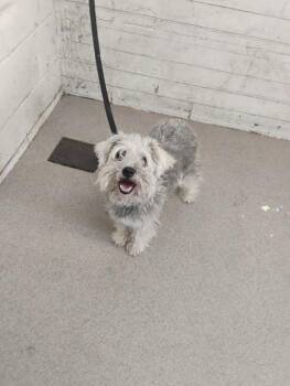 SERAPHINA -  Schnauzer and Mixed Breed Dog for Adoption in San Bernardino, California - SERAPHINA | PetCurious