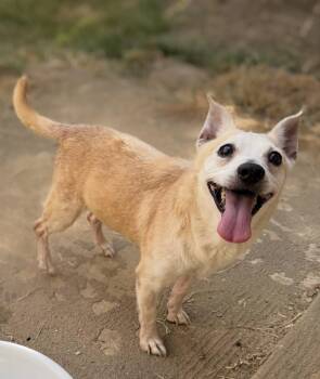 Jenny (Deb-fostered in TN) -  Chihuahua and Yellow Labrador Retriever Dog for Adoption in Brighton, Tennessee - Jenny (Deb-fostered In TN) | PetCurious