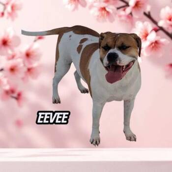 Bulldog Dogs Available for Adoption in York, Nebraska - Eevee | PetCurious