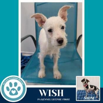 Chihuahua and Schnauzer Dogs Available for Adoption - Wish (Hope
