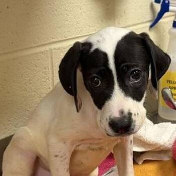Macey -  Mixed Breed Dog for Adoption in Asheville, North Carolina - Macey | PetCurious