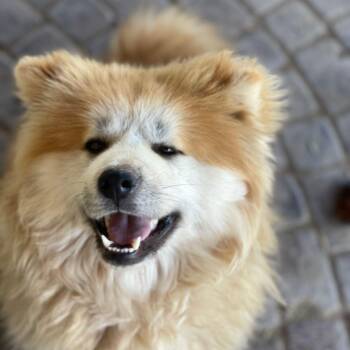 MIKA -  Samoyed and Siberian Husky Dog for Adoption in New York, New York - MIKA | PetCurious