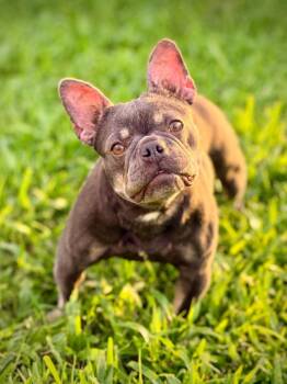 Brie -  French Bulldog Dog for Adoption in Elmwood, Louisiana - Brie | PetCurious