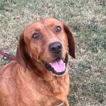 Redfern -  Retriever Dog for Adoption in Chelmsford, Massachusetts - Redfern | PetCurious