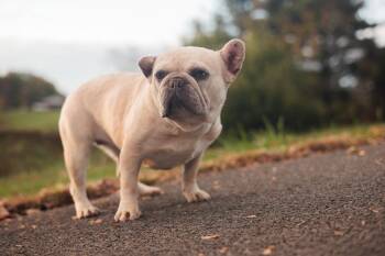 Rescue French Bulldog Dogs for Adoption in Gradyville, Kentucky - Amber | PetCurious