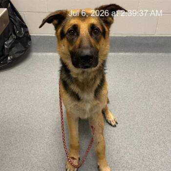 BRONCO -  German Shepherd Dog and Mixed Breed Dog for Adoption in Indianapolis, Indiana - BRONCO | PetCurious