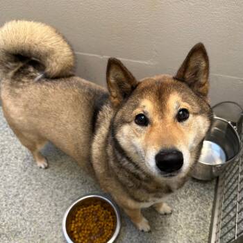 Shiba Inu Dogs Available for Adoption in Manassas, Virginia - Chase (ID 51087/1242) | PetCurious
