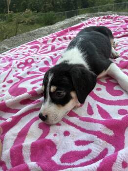 Bethoven -  Mixed Breed Dog Available for Adoption in Naranjito, Naranjito - Bethoven | PetCurious