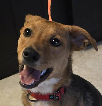 Beagle and Terrier Dogs Available for Adoption - Honey | PetCurious