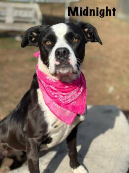 Rescue Boxer and Black Labrador Retriever Dogs for Adoption in Ossining, New York - Midnight | PetCurious