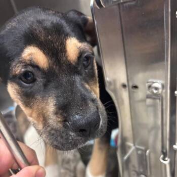 Mixed Breed Dogs Available for Adoption in Charleston, West Virginia - Amethyst | PetCurious